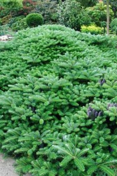 Пихта корейская Abies koreana «Green Carpet»