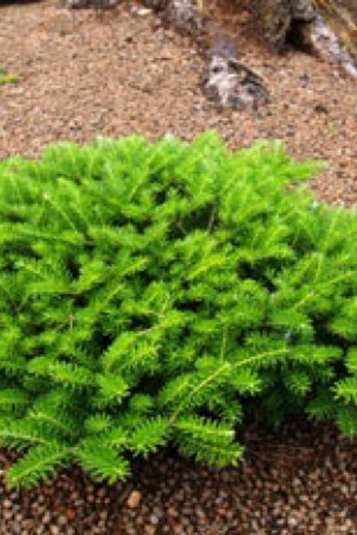 Пихта корейская Abies koreana «Green Carpet»