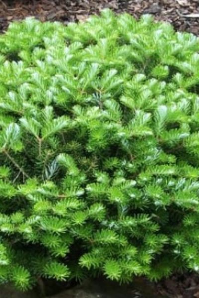 Пихта корейская Abies koreana «Green Carpet»