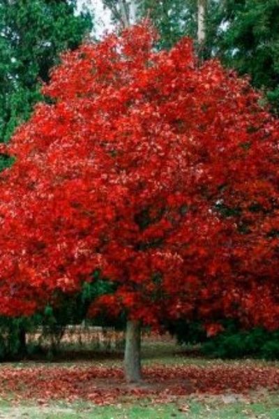 Дуб красный Quercus