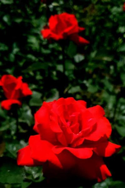 роза кустовая (керия, гранд аморе, беролина, шварц мадонна)