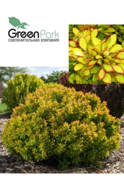 Барбарис тун. Limoncello