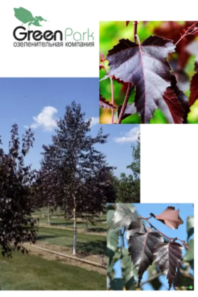 Береза повислая Royal Frost