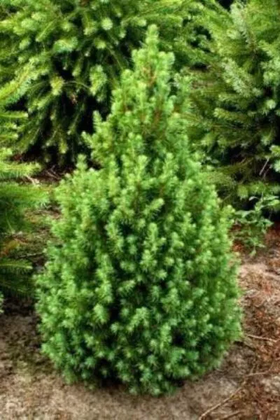 Ель канадская Conica