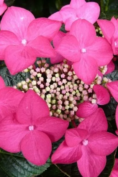 Гортензия круп. Rotschwanz