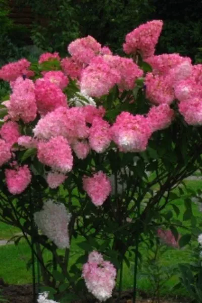 Гортензия метел. Fraise Melba