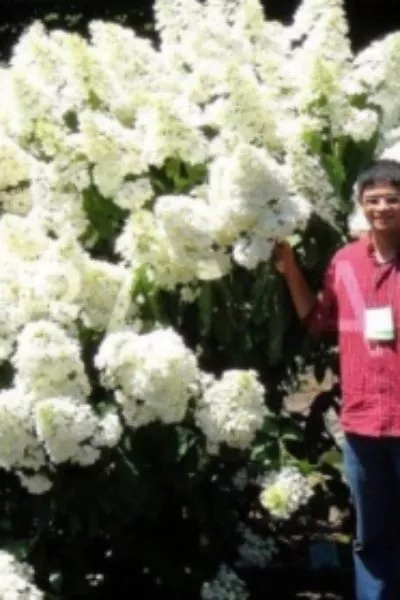 Гортензия метел. Polar Bear