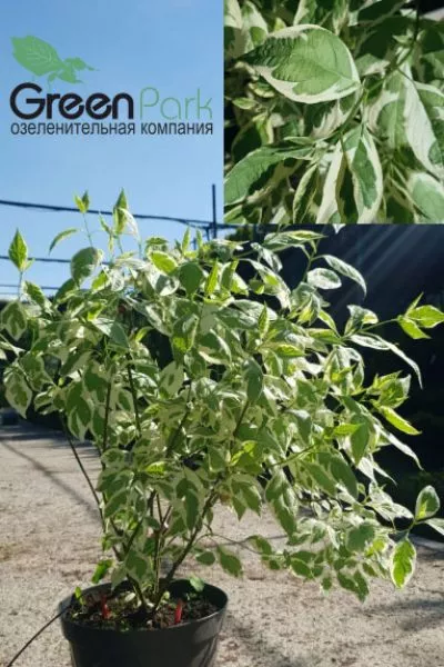 Дерен белый Ivory Halo