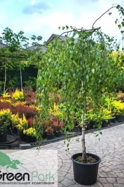 Берёза пови́слая Youngii