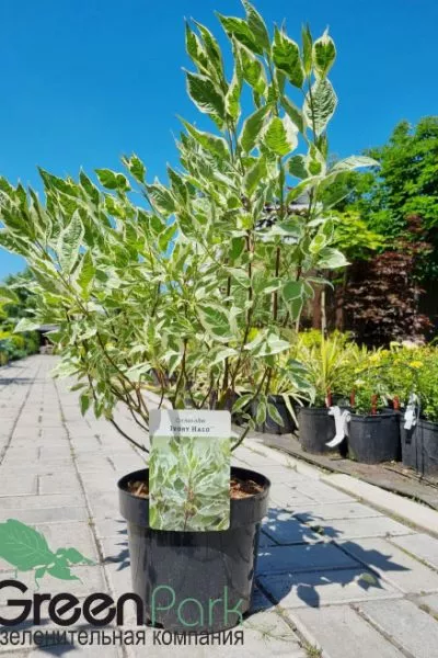 Дерен белый Ivory Halo