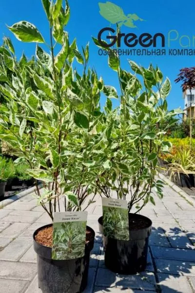 Дерен белый Ivory Halo