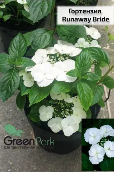 Гортензия Runaway Bride