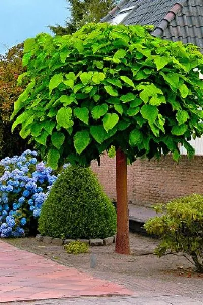 Катальпа бигн. Nana