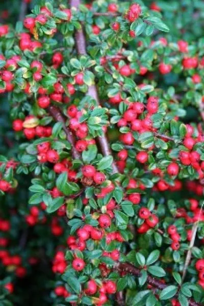 Кизильник Coral Beauty