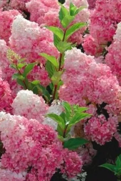 Гортензия метел. Vanilla Fraise