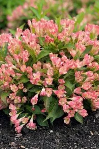 Вейгела гибрид. All Summer Peach