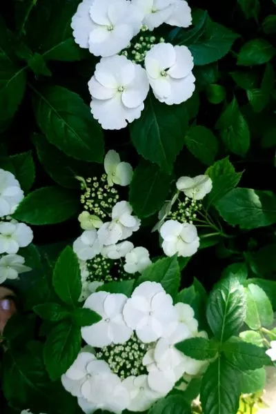 Гортензия Runaway Bride