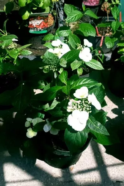 Гортензия Runaway Bride