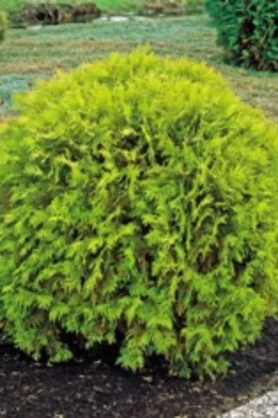 Туя зап. Golden Globe