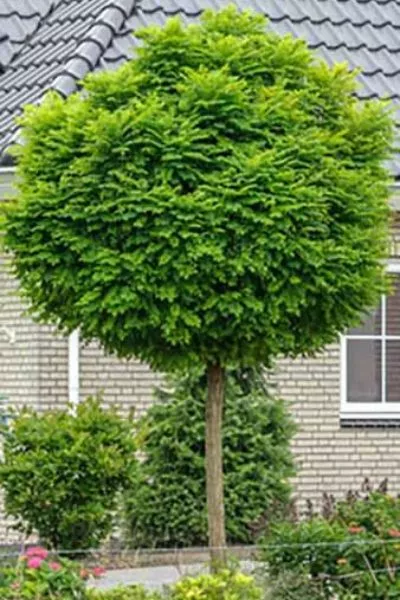 Акация Umbraculifera