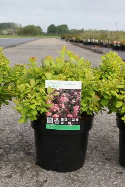 Спирея березолистная Tor Gold