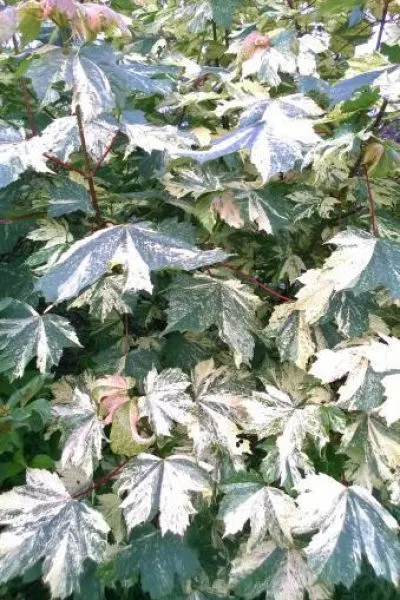 Клён белый Hermitag