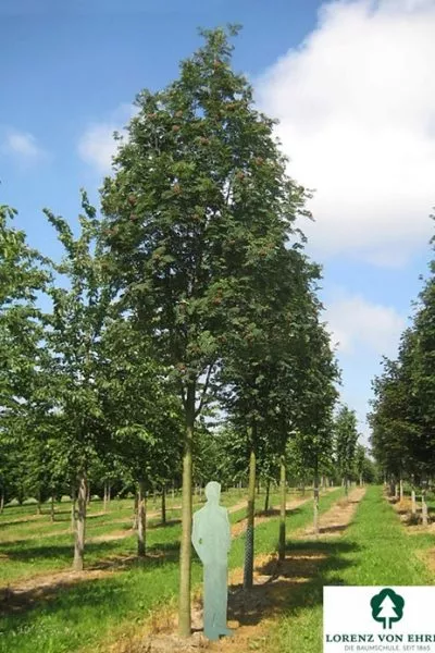 Рябина колон. Sheerwater Seedling