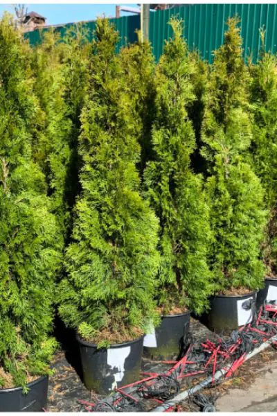 Туя зап. Smaragd