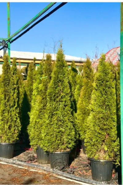 Туя зап. Smaragd