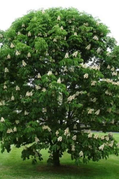 Каштан кон. Baumannii