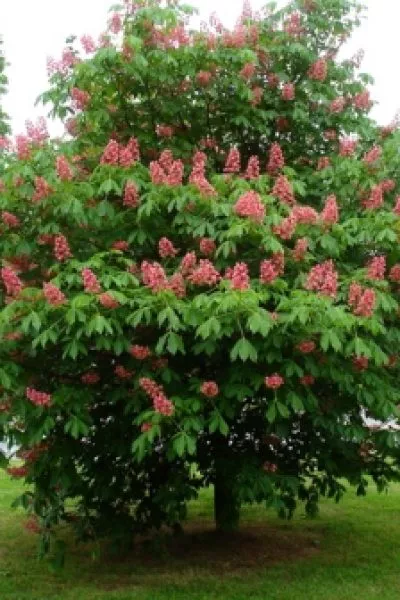 Каштан кон. Briotii