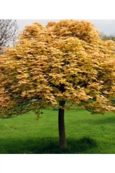 Клен белый Brilliantissimum