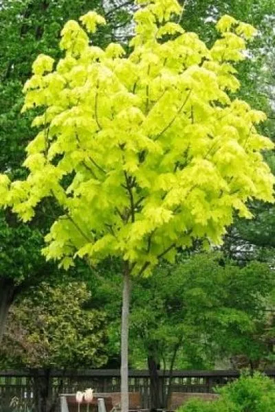 Клен остр. Princeton Gold