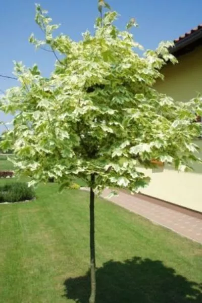 Клен острол. Drummondii