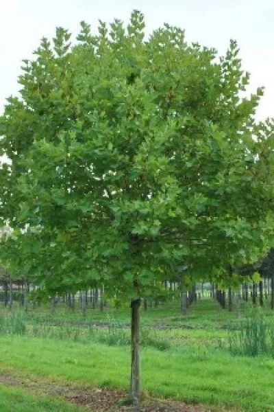 Платан кленолистный