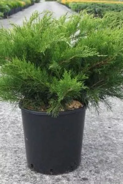 Можж-к ср. Mint Julep