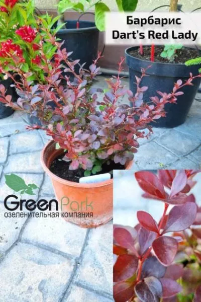 Барбарис Dart’s Red Lady