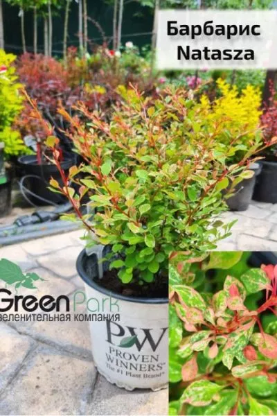 Барбарис Natazsa