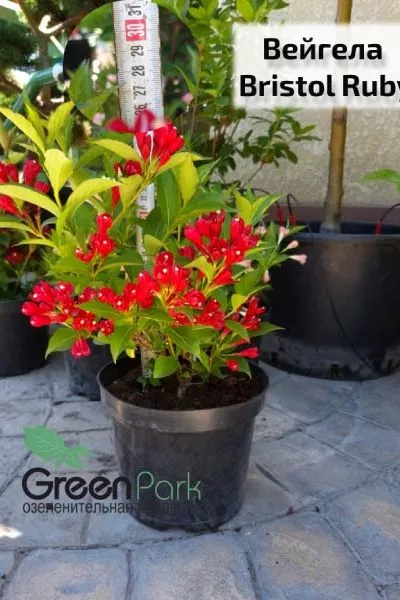 Вейгела Bristol Ruby