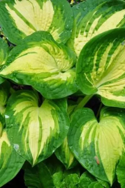 хоста great expectations