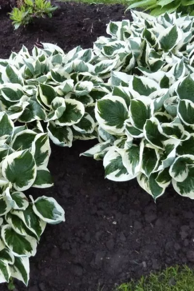 хоста minuteman