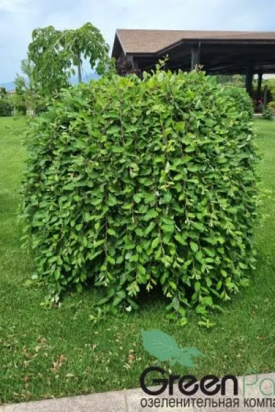 Ива козья Klimarnock