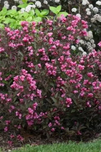 Вейгела Victoria